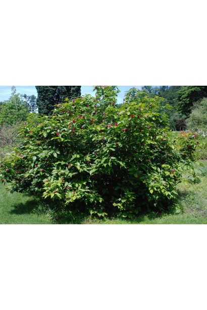 Как выглядит Каликант цветастый Хартледж Вайн во взрослом возрасте